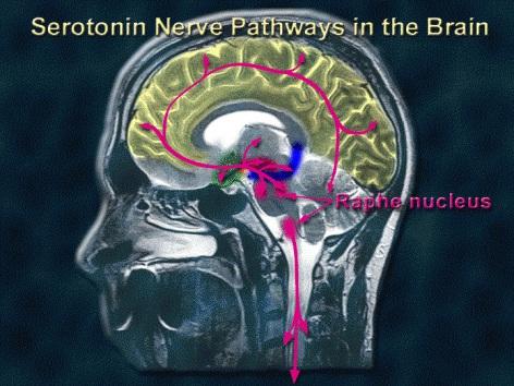 Section II 1: How does ecstasy work: serotonin pathways in the brain The nerve pathway that is predominantly affected by ecstasy is called the serotonin pathway.