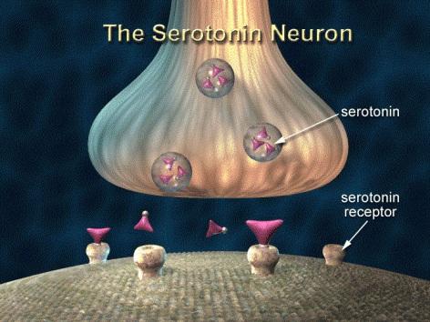 to a second pathway for serotonin neurons that descends down the spinal cord; these neurons control muscle activity; tell the students that you will talk about this in more detail in a few minutes.