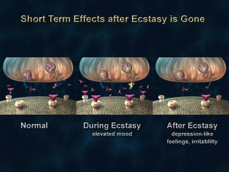 Section III 1: Short-term effects after ecstasy is gone from the body Ecstasy is an unusual drug because it has effects on the brain that develop and persist for a short time after the drug is