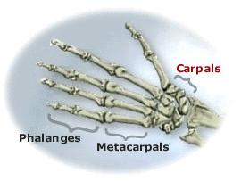 The Wrist The wrist consists of eight carpal