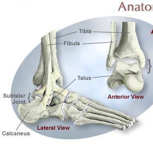 The lower end of the tibia articulates with one of the tarsals to form the ankle joint.