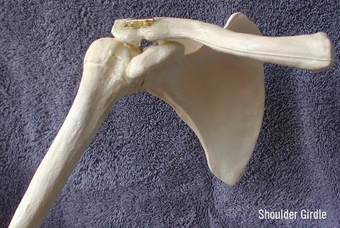 1. Clavicle 2. Acromioclavicular joint 3. Acromion 4.