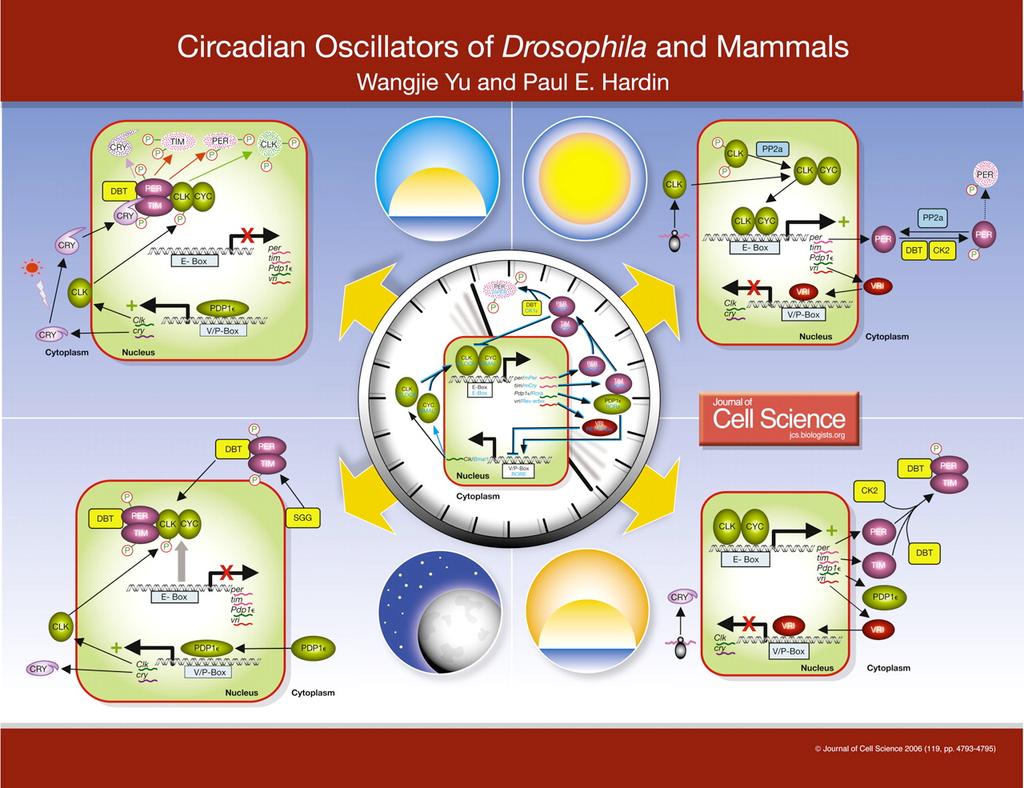What Entrains the Mammalian Clock?