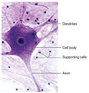 Nervous Tissues Basic cell is called a neuron. They sense certain types of changes in their surroundings.