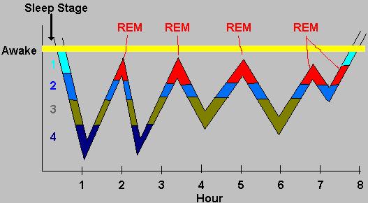 Over the sleep period - cycle through stages REM periods