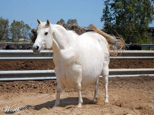 Obese Horses Do not need grain! Can get all caloric requirements from hay (1.
