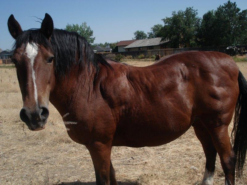 Equine Metabolic Syndrome A condition in horses that involves: Insulin