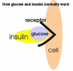 Insulin: Insulin Resistance (IR) Hormone responsible for maintaining normal blood glucose.