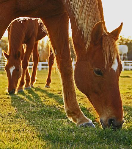 Nutrition Basics Horses are designed to graze throughout the day.