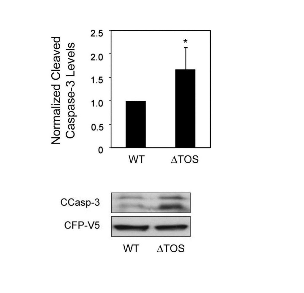 Figure 5 Figure 5: Cleaved caspase-3 levels in HEK 293T cells expressing PKCδ ΔTOS mutant HEK 293T cells expressing wild-type PKCδ (WT) or a mutant of PKCδ (ΔTOS) were incubated with vehicle (10%