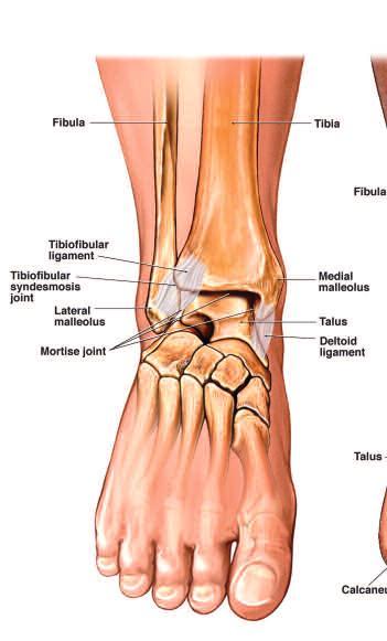 The Ankle Joint The ankle joint is a hinge joint formed between the tibia and fibula (shin bones of the lower leg) and the talus (a bone of the foot).