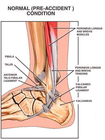 Two bones of the foot, the talus and calcaneus (heel bone) connect to form the subtalar joint which allows the foot to move from side to side (inversion and eversion).