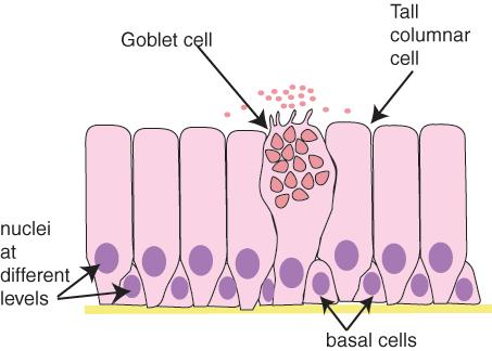 Glands: are formed by cells specialized to secrete. The molecules to be secreted are generally stored in the cells in small membrane-bound vesicles called secretory granules.