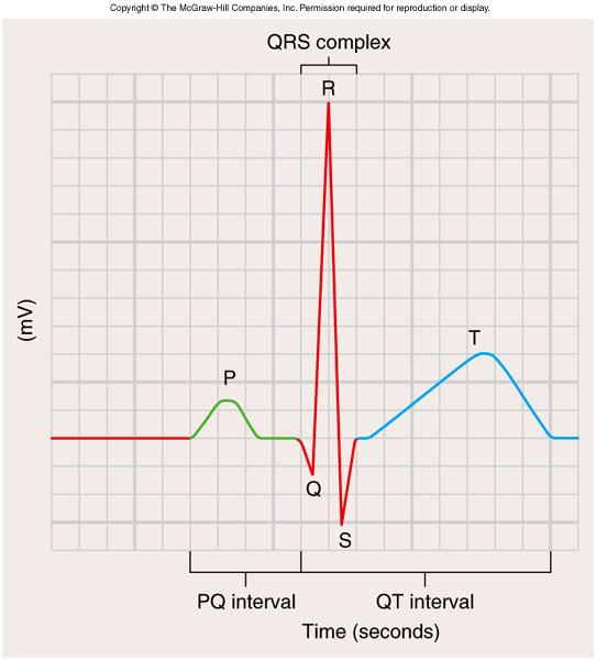 P wave: Depolarization of atria; precedes atrial systole QRS wave: Depolarization of ventricles;