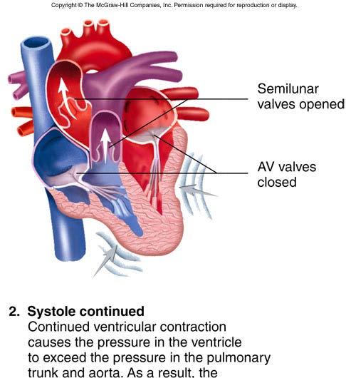 Cardiac cycle: 2 Continue systole Ventricles continue contracting Ventricular