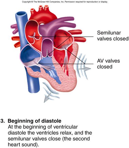 Cardiac cycle: 3 Begin diastole Ventricles begin to relax