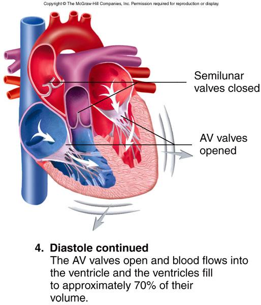 Cardiac cycle: 4 Diastole continues AV valves open as