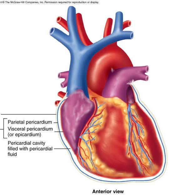 Location and Anatomy Pericardial cavity: surrounds, isolates,