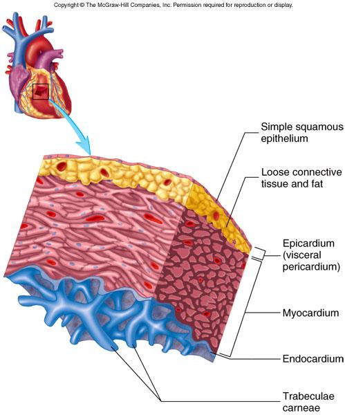 Location and Anatomy Pericardium: Simple epithelium (serous membrane) over CT (loose CT