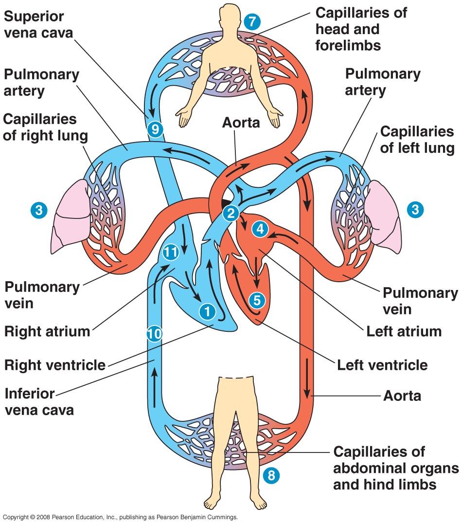 Mammalian Circulatory System Four chambered heart Thick arteries