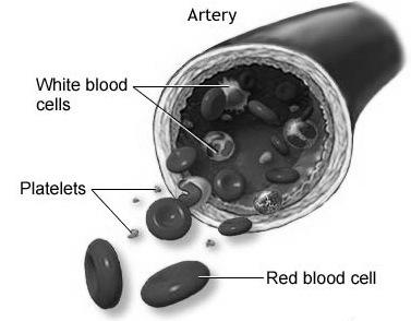 activation (release granules), brings more platelets (ADP is attractant); platelets release vasoconstrictors Fig.