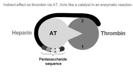 Binds thrombomodulin, abolishes function of thrombin protein C and cofactor protein S form activated protein C (APC) Destroy factors Va, VIIIa Fig. 5 Fig.