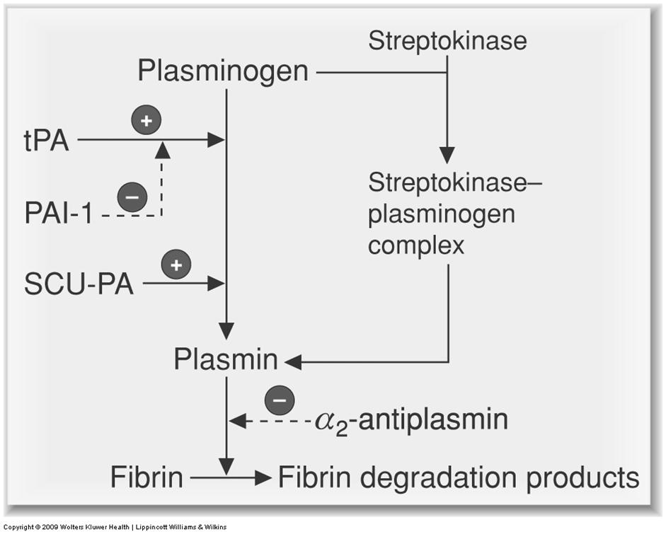 Heparin (glycosaminoglycan) binds ATIII, allosteric enhance ATIII-heparin also inactivates XIIIa, Xa, IXa, Xa proteases Plasmin Plasmin degrades clot highly regulated process: Plasmin is
