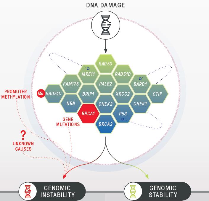 Homologous Recombination (HR) Pathway Status Predicts Drug Response When the HR pathway is working properly, DNA can be repaired effectively and is error free, maintaining genomic stability When the