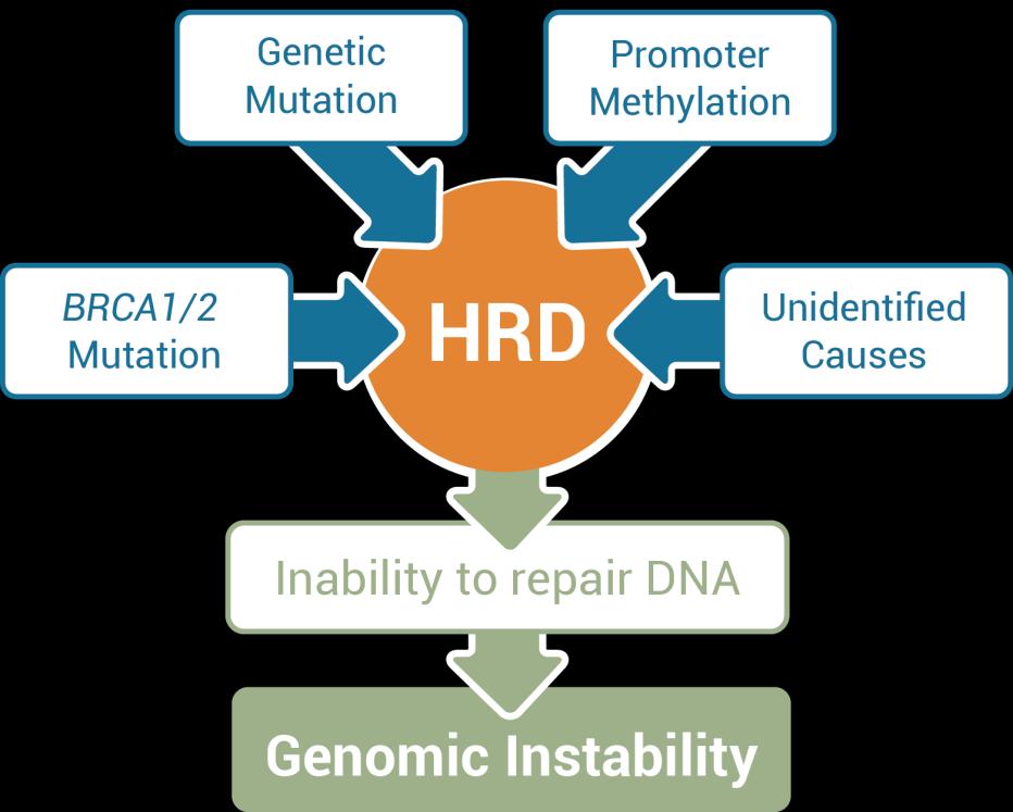 Most Causes of Homologous Recombination Deficiency (HRD) Are Unknown Undetermined Causes When