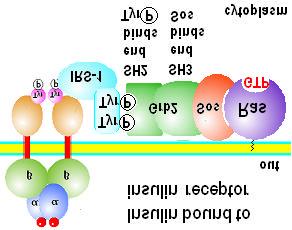 Membrane proteins provide membranes with function Structural reinforcement: e.g.