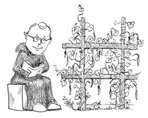 Mendel s Pea Plants For his experiments, Mendel used ordinary pea plants.
