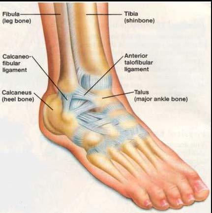 The anterior talofibular ligament (ATFL) connects the talus to the fibula and is located on the outside of the ankle. This is the most commonly injured ligament in an ankle sprain.