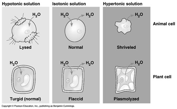 Hypertonic solute concentration is higher outside the plasma Water diffuses out of cell at a faster rate Causes the cell to shrivel Crenated shrunken cell Hypotonic solute concentration is lower