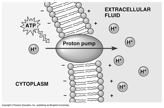 activities COTRANSPORT A single ATP powered pump that transports a specific solute can indirectly drive the active transport of several other