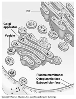 apparatus Endocytosis cell takes in macromolecules by forming new vesicles from the plasma