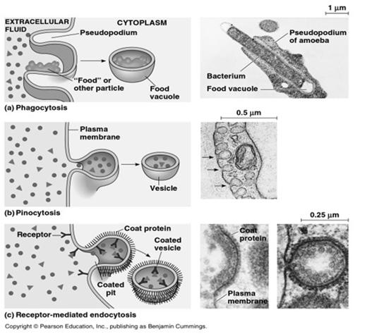extracellular fluid into vesicles; not specific to substance it transports Receptor-mediated