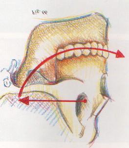 their buccolingual position. The objective here is to have the intercuspatation of the posterior teeth so precise that any deviation of this occlusion in the mouth will be easily detected.