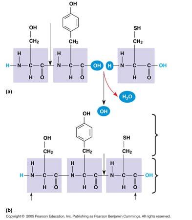 Linked during dehydration synthesis to form peptide bonds.