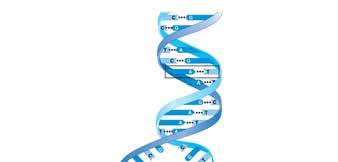 DNA structure Two complementary strands of nucleotides Formed by the hydrogen bonding of