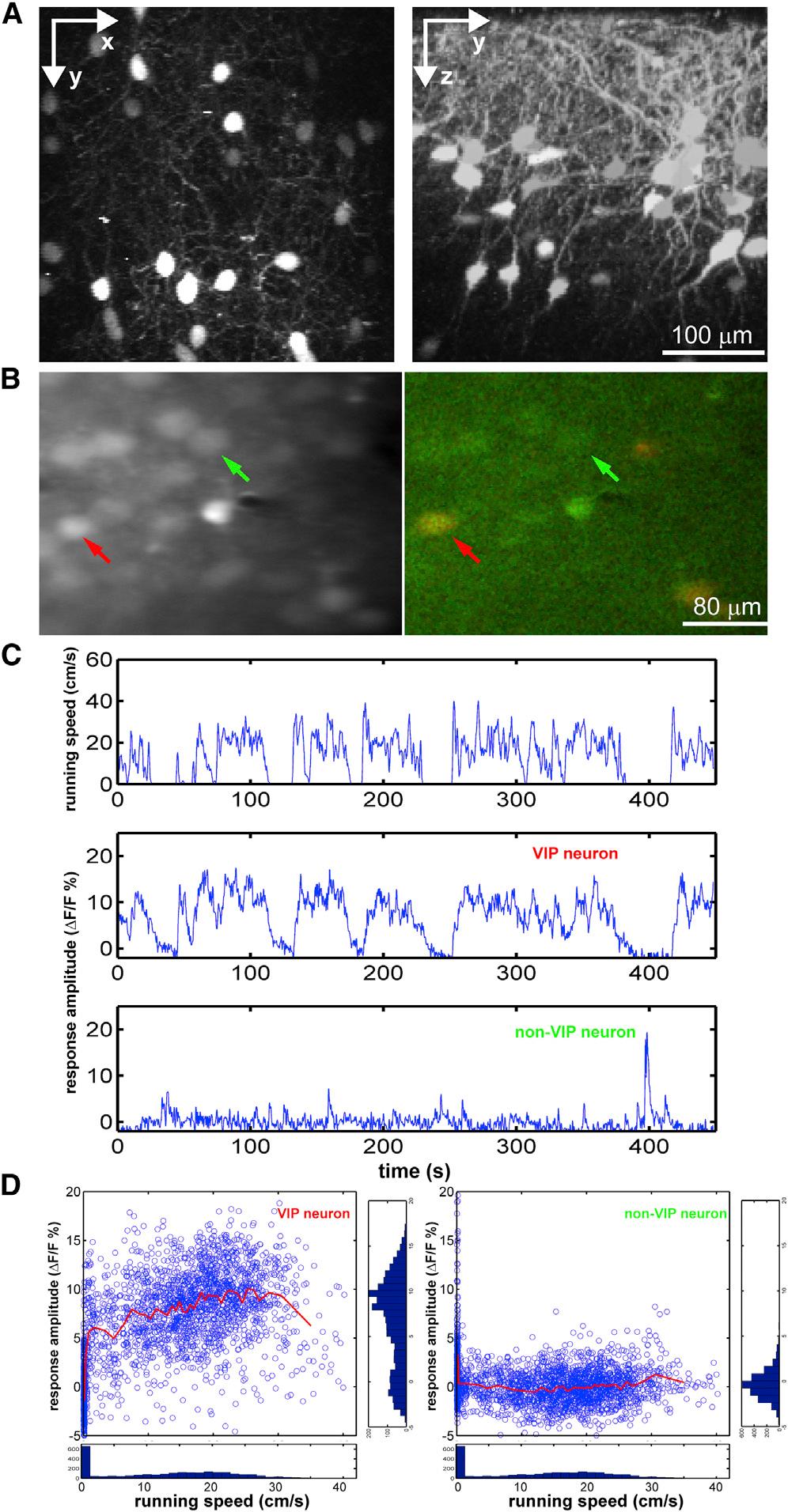 measurements in vitro disclosed powerful nicotinic cholinergic input to VIP neurons. Rabies-virus-based retrograde tracing (Wickersham et al.