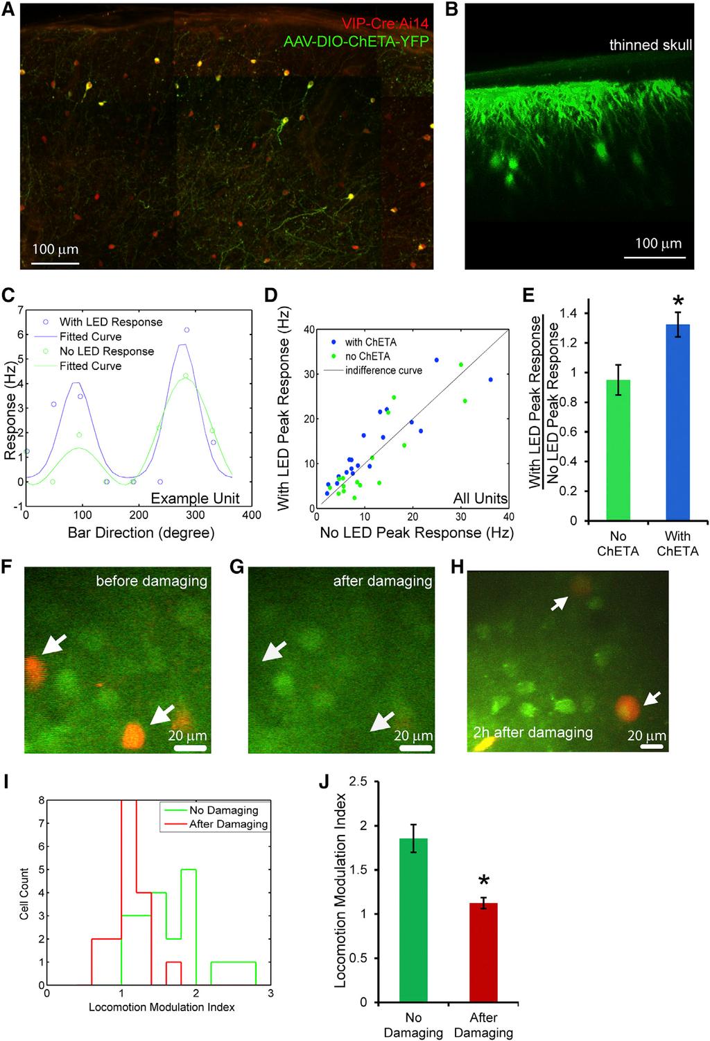 Figure 6. VIP Neurons Sufficient and Necessary for Modulation of Gain of Visual Responses by Locomotion (A) Section of the visual cortex of a VIP-Cre:Ai14 mouse injected with AAV-DIO-ChETA-YFP.