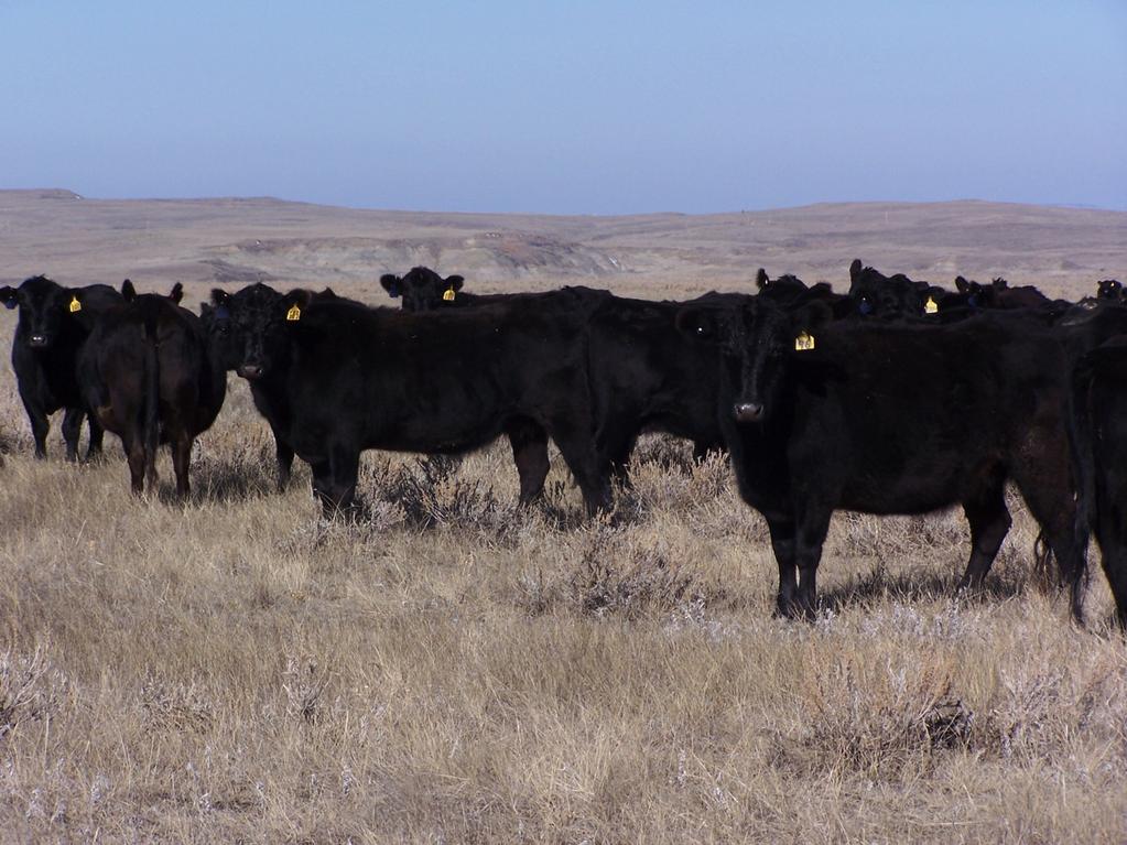 COW SUPPLEMENTATION: GETTING THE BEST BANG FOR YOUR BUCK Ken Olson Extension Beef Specialist How do we get the best bang for the
