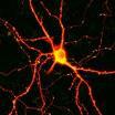 The Interneurons act as a bridge between sensory neurons and