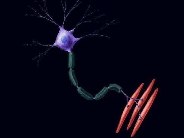 Interneurons The Motor Neurons stimulate effectors in motor