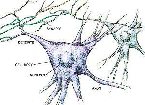 The Dendrites receive the signals first before it s passed on to the rest of