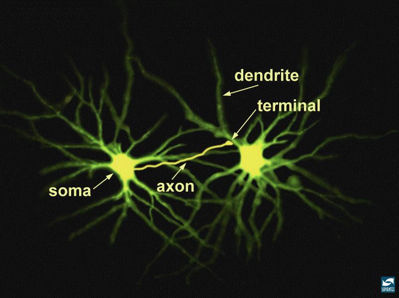 The Axon of the Neuron The Axon is the main place where the signals are