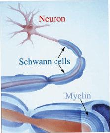 The Schwann Cells The Schwann Cells are the support for the Neurons in