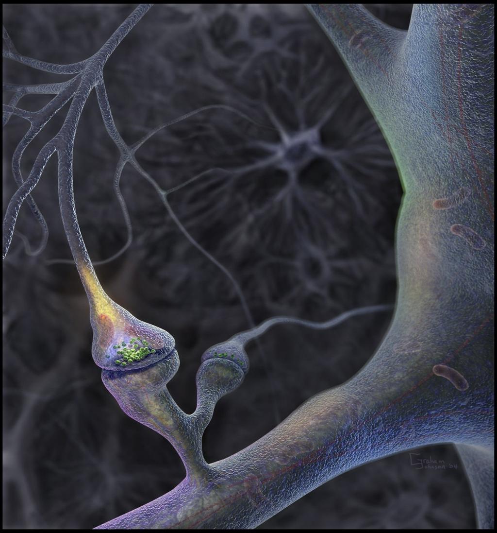 Synaptic Terminal of a Neuron The Synaptic Terminals are what connects to the Dendrites of the next Neuron. They send the signal to the next Neuron.