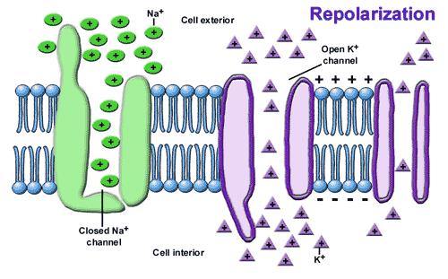 Repolarization Phase The Potassium Ion channels open up allowing the Potassium Ions to leave the Neuron, because the Sodium Ion channels are now closed.