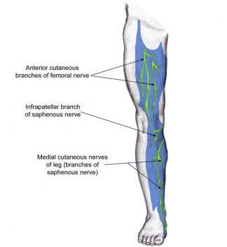 Adductor Canal Block Coverage includes lower 1/3 of upper leg and medial aspect of lower leg (highlighted in blue) Same nerve as